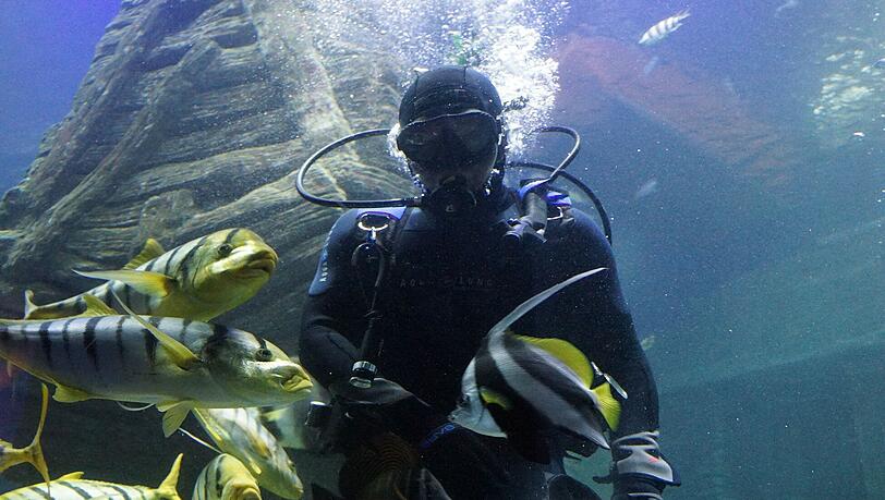 Abtauchen in eine fremde Welt. Bei Sea Life können Besucher Fluß- und Meereslebewesen einen Besuch abstatten. Abtauchen in eine fremde Welt. Bei Sea Life können Besucher Fluß- und Meereslebewesen einen Besuch abstatten.