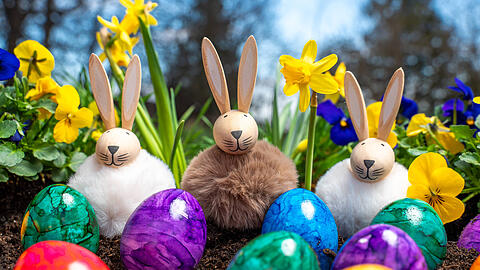 Wussten Sie, dass der Osterhase nicht überall die Eier bringt? Oder das es Hühner gibt, die bunte Eier legen? Wussten Sie, dass der Osterhase nicht überall die Eier bringt? Oder das es Hühner gibt, die bunte Eier legen?