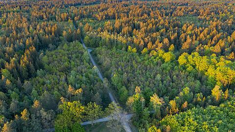 Der Perlacher Forst ist bekannt für seine schnurgeraden Waldwege. Der Perlacher Forst ist bekannt für seine schnurgeraden Waldwege.