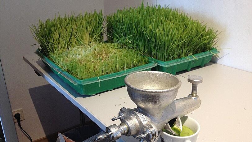 Der grüne Saft aus Weizengras im Löwen-Aufenthaltsraum. Der grüne Saft aus Weizengras im Löwen-Aufenthaltsraum.