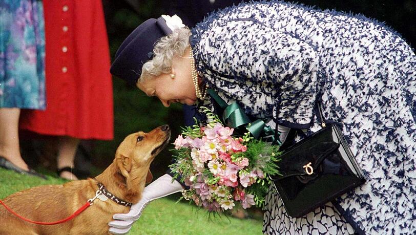 Die britische Königin Elizabeth II. war vernarrt in ihre kurzbeinigen Hunde - und verwöhnte sie ausgiebig. Die britische Königin Elizabeth II. war vernarrt in ihre kurzbeinigen Hunde - und verwöhnte sie ausgiebig.
