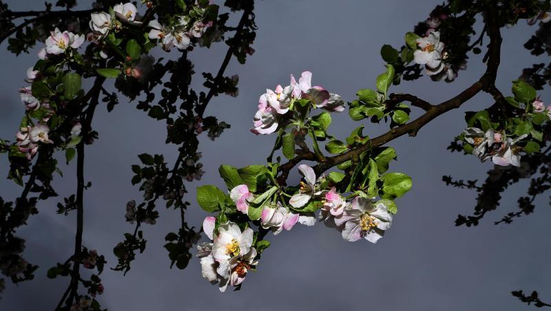 Ein blühender Apfelbaum steht vor dunklen Regenwolken. Foto: Karl-Josef Hildenbrand/dpa Ein blühender Apfelbaum steht vor dunklen Regenwolken. Foto: Karl-Josef Hildenbrand/dpa