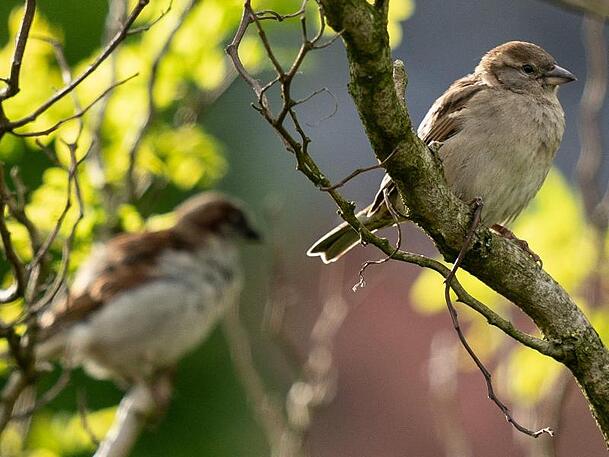 Auch Spatzen und andere Vögel können Gärtner im Herbst unterstützen Auch Spatzen und andere Vögel können Gärtner im Herbst unterstützen