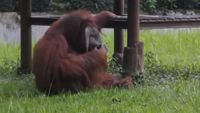 Ein Orang-Utan raucht in einem Zoo in Indonesien eine Zigarette. Ein Orang-Utan raucht in einem Zoo in Indonesien eine Zigarette.