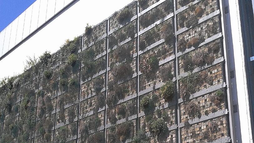 Ein Beet senkrecht an der Wand verschönert den Ausblick in der Feilitzschstrasse. Ein Beet senkrecht an der Wand verschönert den Ausblick in der Feilitzschstrasse.