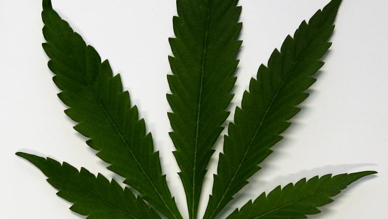 Die gesetzlichen Krankenkassen lehnen die Vergabe von Cannabis oder Cannabisprodukten auf Rezept ab. Die gesetzlichen Krankenkassen lehnen die Vergabe von Cannabis oder Cannabisprodukten auf Rezept ab.