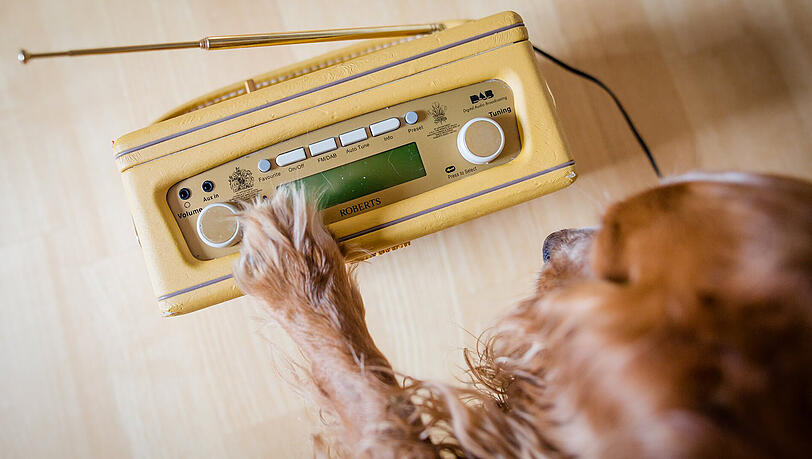 "Hallo Hasso" ist der neue Lieblingssender für Hunde. "Hallo Hasso" ist der neue Lieblingssender für Hunde.
