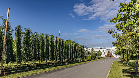 Bis ein frisches Hofbräu-Bier in der Flasche perlt oder aus dem Zapfhahn ins Glas fließt, ist es ein weiter Weg. Am Anfang stehen Hopfen, Malz, Hefe und Wasser. Bis ein frisches Hofbräu-Bier in der Flasche perlt oder aus dem Zapfhahn ins Glas fließt, ist es ein weiter Weg. Am Anfang stehen Hopfen, Malz, Hefe und Wasser.