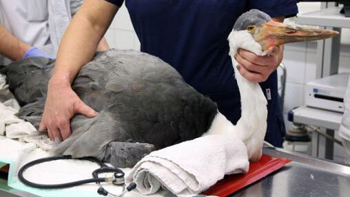 Der südafrikanische Kunkelkranich "Heintje" wurde in der Kleintierklinik der Ludwig-Maximilians-Universität München erfolgreich operiert. Der südafrikanische Kunkelkranich "Heintje" wurde in der Kleintierklinik der Ludwig-Maximilians-Universität München erfolgreich operiert.