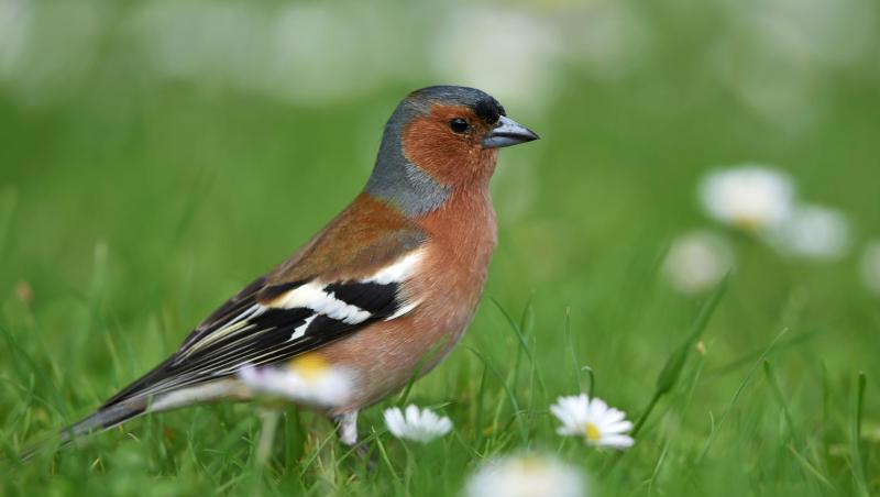 Ein männlicher Buchfink (Fringilla coelebs) sitzt am Bodensee auf einer Wiese. Foto: Felix Kästle/Archiv Ein männlicher Buchfink (Fringilla coelebs) sitzt am Bodensee auf einer Wiese. Foto: Felix Kästle/Archiv