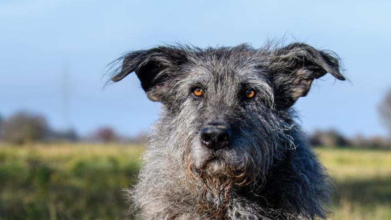 "Archaeo-Dog" Flintstone erschnüffelt Menschenknochen. Foto: Matthias Balk "Archaeo-Dog" Flintstone erschnüffelt Menschenknochen. Foto: Matthias Balk