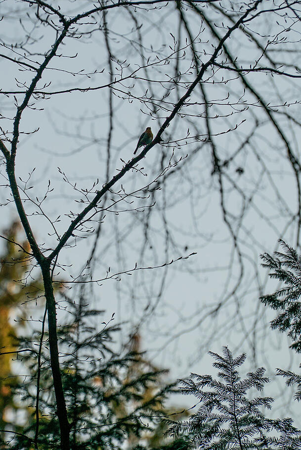 Ein Rotkehlchen genießt den Abend im Waldfriedhof. Ein Rotkehlchen genießt den Abend im Waldfriedhof.