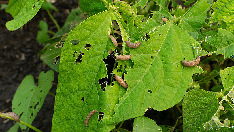 Schnecken bevorzugen feuchte Orte im Garten. Schnecken bevorzugen feuchte Orte im Garten.