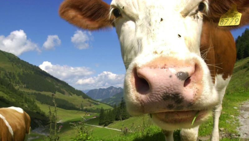 Eine Kuh nähert sich auf einer Alm dem Fotografen. Foto: picture alliance / Stephan Jansen/dpa/Symbolbild Eine Kuh nähert sich auf einer Alm dem Fotografen. Foto: picture alliance / Stephan Jansen/dpa/Symbolbild