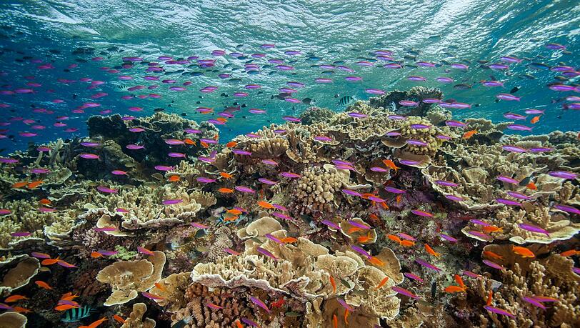 Die Temperaturen rund um das Great Barrier Reef liegen Wissenschaftlern zufolge deutlich über dem März-Durchschnitt. Die Temperaturen rund um das Great Barrier Reef liegen Wissenschaftlern zufolge deutlich über dem März-Durchschnitt.