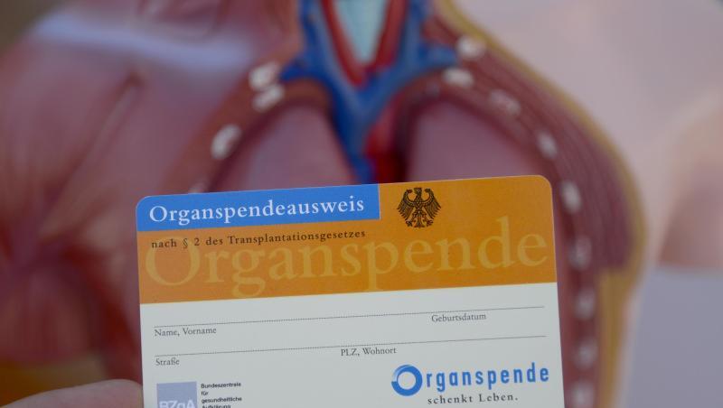 Ein Organspendeausweis, aufgenommen vor dem Modell eines menschlichen Torsos. Foto: Daniel Maurer/Archiv Ein Organspendeausweis, aufgenommen vor dem Modell eines menschlichen Torsos. Foto: Daniel Maurer/Archiv