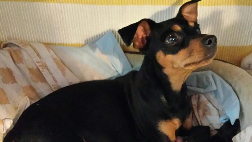 Die acht neugeborenen Zwergpinscher - ihre Eltern Lotte und Willi sind stolz auf den Nachwuchs. Die acht neugeborenen Zwergpinscher - ihre Eltern Lotte und Willi sind stolz auf den Nachwuchs.