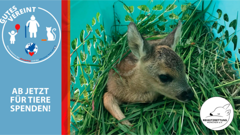 Rehkitze sind auf Hilfe angewiesen. Rehkitze sind auf Hilfe angewiesen.
