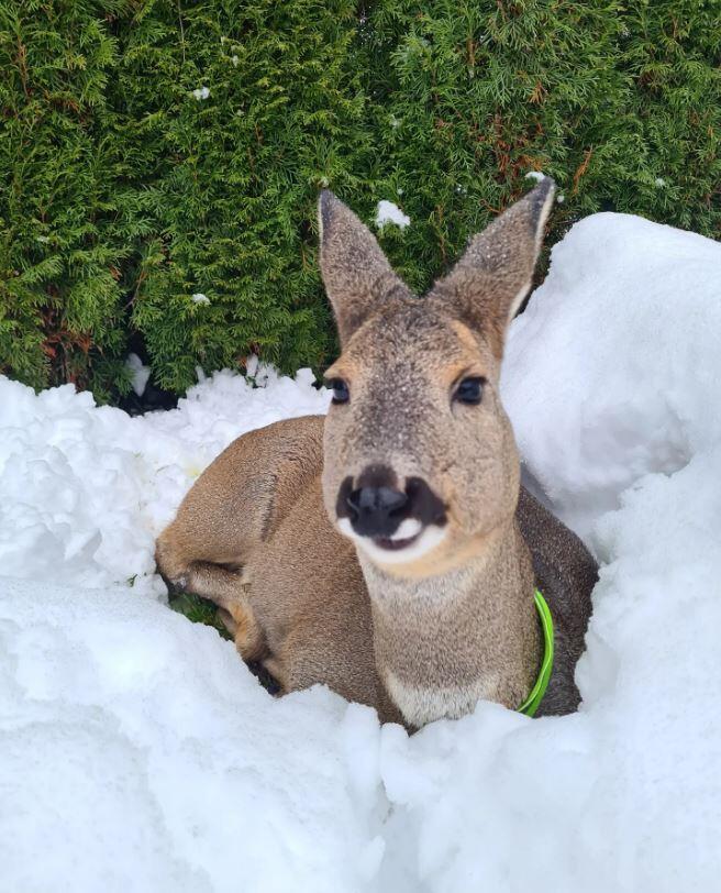 Dieses gut sichtbare Halsband löst sich schnell, damit Hermine im Wald nirgends damit hängenbleibt. Dieses gut sichtbare Halsband löst sich schnell, damit Hermine im Wald nirgends damit hängenbleibt.