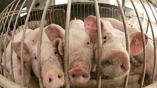 Ein freilaufendes Schwein verursachte einen Schaden von ca. 28.000 Euro. Ein freilaufendes Schwein verursachte einen Schaden von ca. 28.000 Euro.