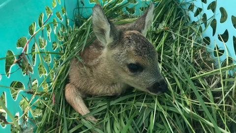 Das ist eines der Rehkitze, das die Ehrenamtlichen der 'Rehkitzrettung München e.V.' auf Wiesen vor Mähwerken in Sicherheit gebracht haben. Das ist eines der Rehkitze, das die Ehrenamtlichen der 'Rehkitzrettung München e.V.' auf Wiesen vor Mähwerken in Sicherheit gebracht haben.