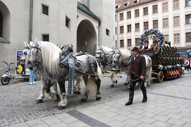 Am Samstag ziehen die Prachtgespanne der Brauereien zum Marienplatz. Am Samstag ziehen die Prachtgespanne der Brauereien zum Marienplatz.