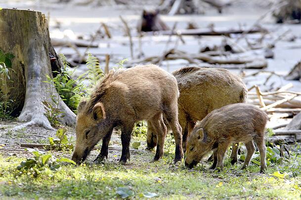 In der "Sauschütt“ gibt es Wildschweinderl zum Anschauen und viel über den Wald zu erfahren. In der "Sauschütt“ gibt es Wildschweinderl zum Anschauen und viel über den Wald zu erfahren.