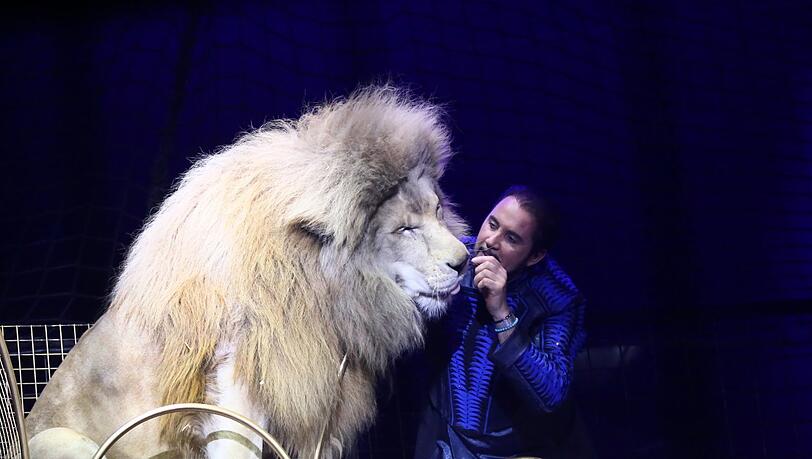 Der vielfach preisgekrönte "Mister-Raubtier-Champion" in Aktion: Martin Lacey Jr. schmust in der Circus-Krone-Manege mit seinen Raubtieren. Der vielfach preisgekrönte "Mister-Raubtier-Champion" in Aktion: Martin Lacey Jr. schmust in der Circus-Krone-Manege mit seinen Raubtieren.