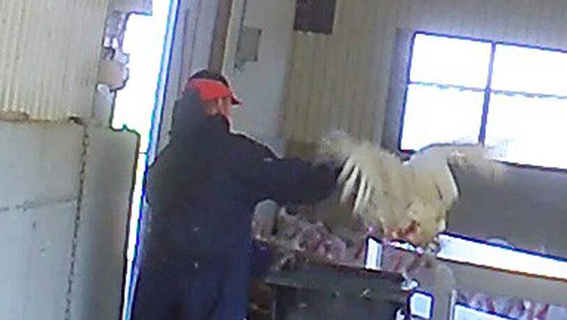 Bilder des Mast-Skandals: „Notschlachtung“ - immer wieder prügelt dieser Mann mit einem Holzscheit auf verletzte Puten ein. Bilder des Mast-Skandals: „Notschlachtung“ - immer wieder prügelt dieser Mann mit einem Holzscheit auf verletzte Puten ein.
