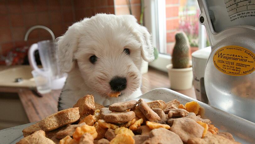 Milchprodukte können eine Alternative zu normalem Hundefutter sein. Aber nicht alle Produkte sind gut verträglich für Hunde. Milchprodukte können eine Alternative zu normalem Hundefutter sein. Aber nicht alle Produkte sind gut verträglich für Hunde.