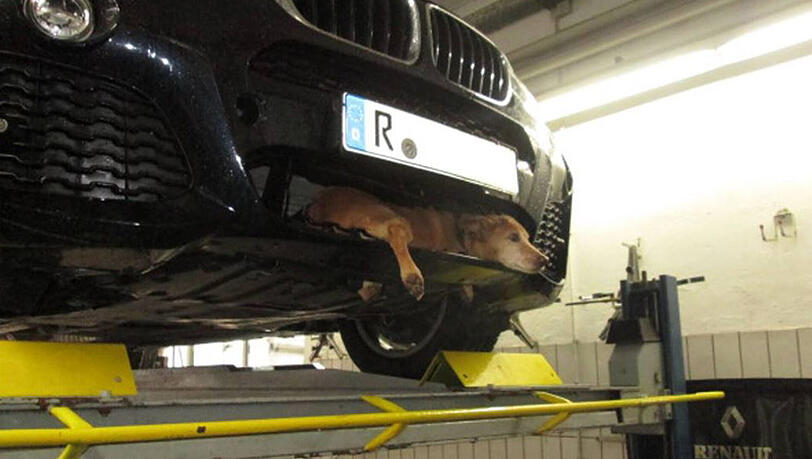 Hund Bruno hat die neue "Hunde-Luke" von BMW gefunden. Hund Bruno hat die neue "Hunde-Luke" von BMW gefunden.