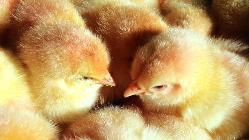 Derzeit werden bei der Zucht von Legehennen in Deutschland jährlich mehr als 40 Millionen männliche Küken getötet, da sie keine Eier legen und nicht so viel Fleisch ansetzen wie Masthähnchen. Derzeit werden bei der Zucht von Legehennen in Deutschland jährlich mehr als 40 Millionen männliche Küken getötet, da sie keine Eier legen und nicht so viel Fleisch ansetzen wie Masthähnchen.